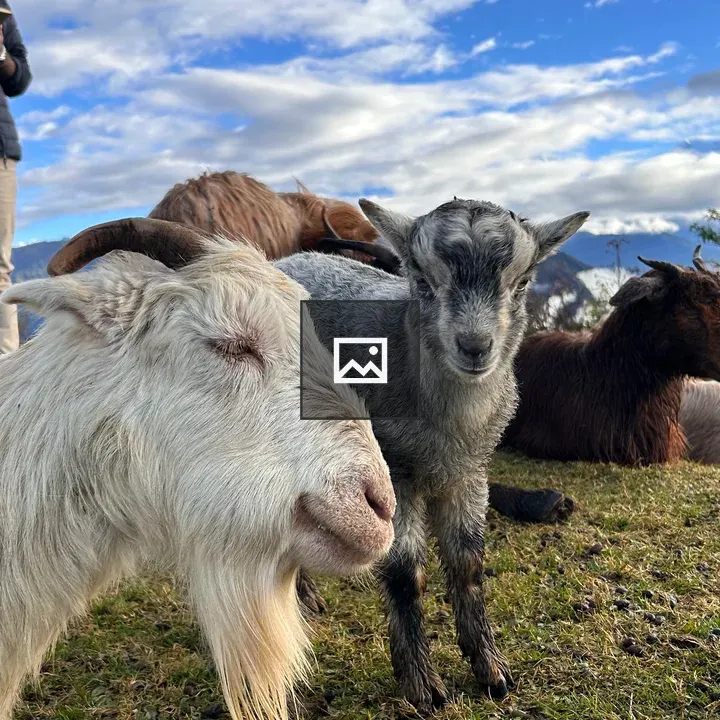 Goats in Pasture