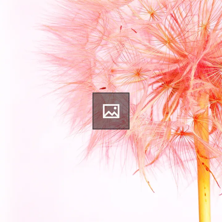 Dandelion head under pink light