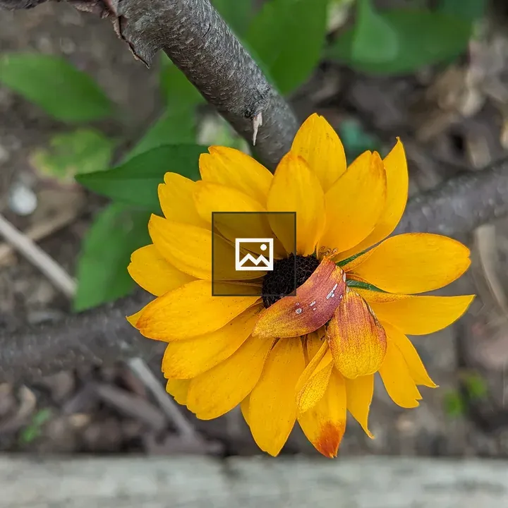 Sunflower with Wilted Leaf