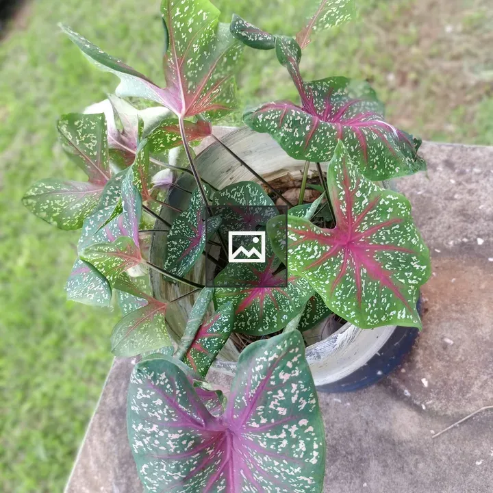 Caladium Plant on Concrete