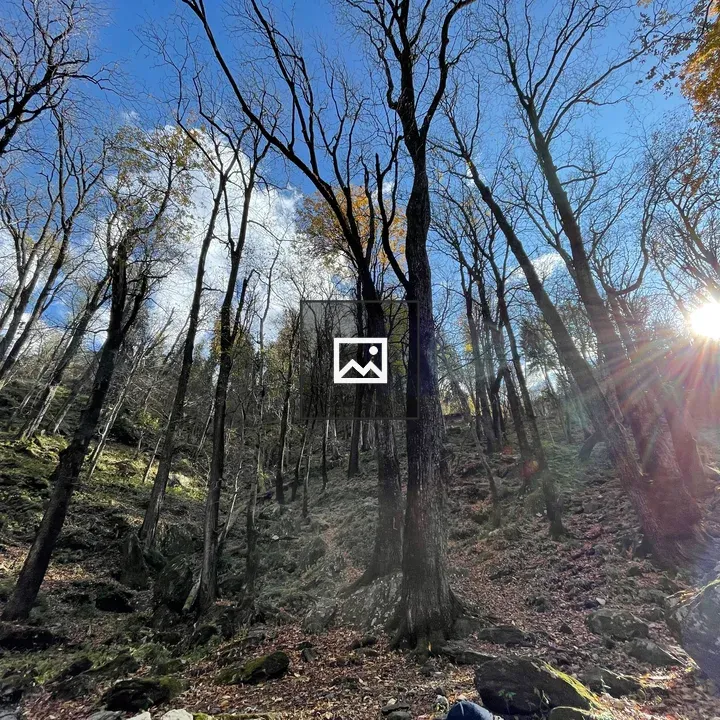 Forest with No Leaves