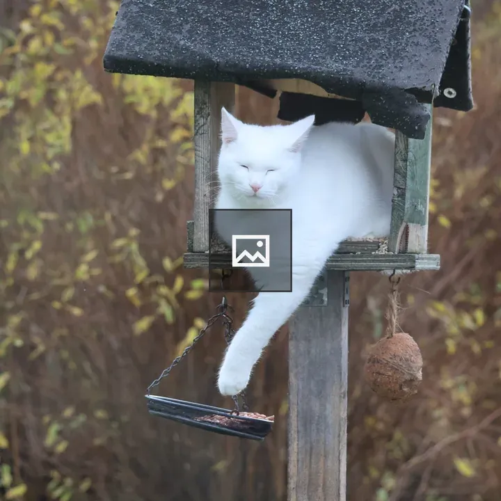 White cat asleep in a birdhouse