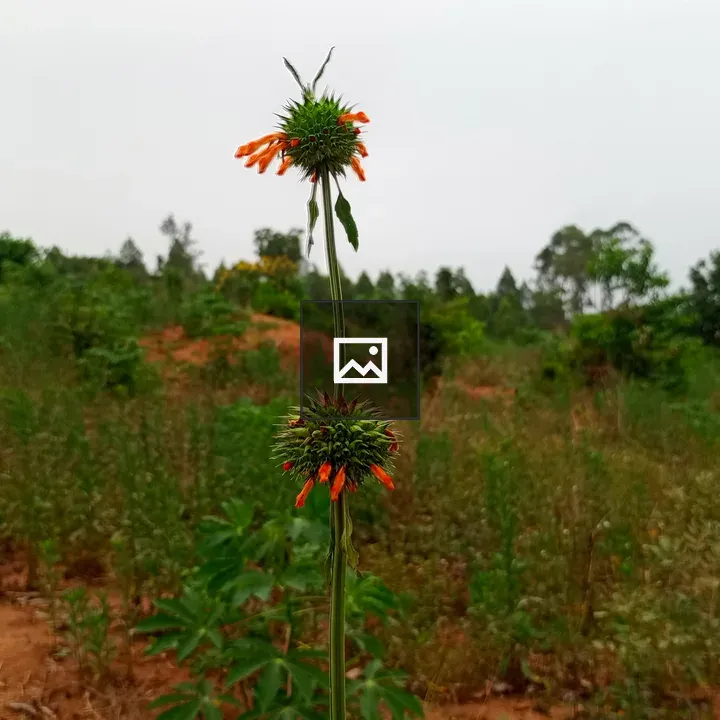 Flowers in farmland