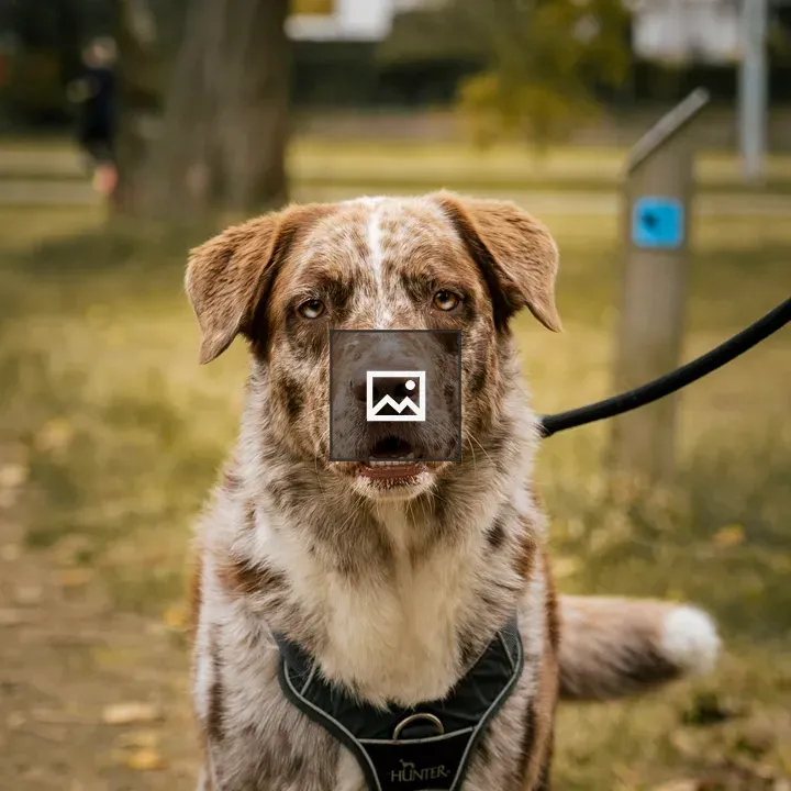 Australian Shepherd Portrait