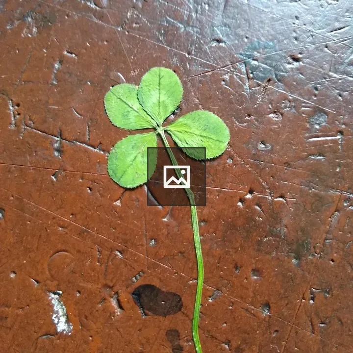 Four-leaf Clover