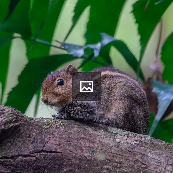 Striped squirrel on mossy branch