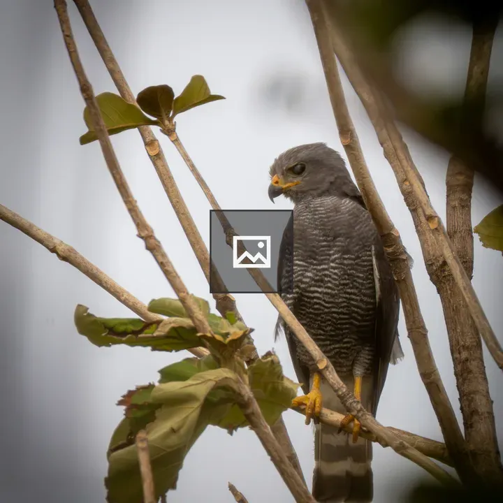 Falcon perched on a branch