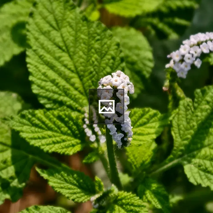 Small white flowers with textured leaves