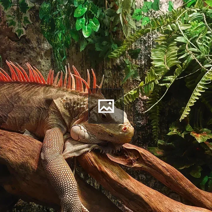 Iguanas