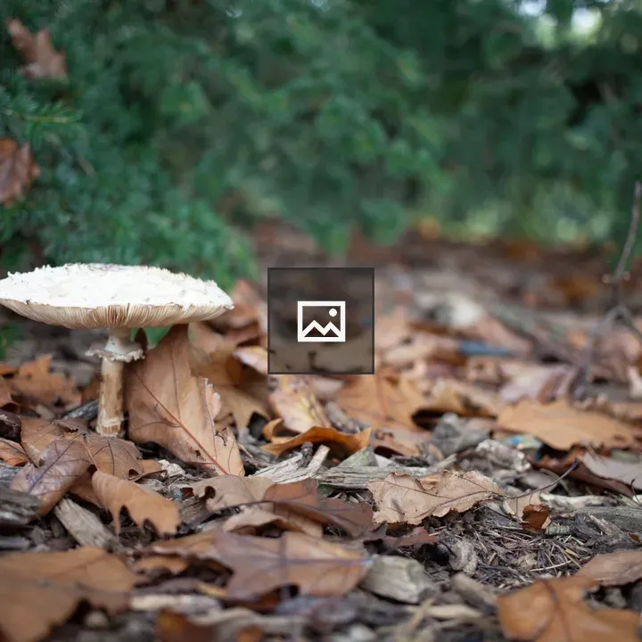 White mushroom on forest floor