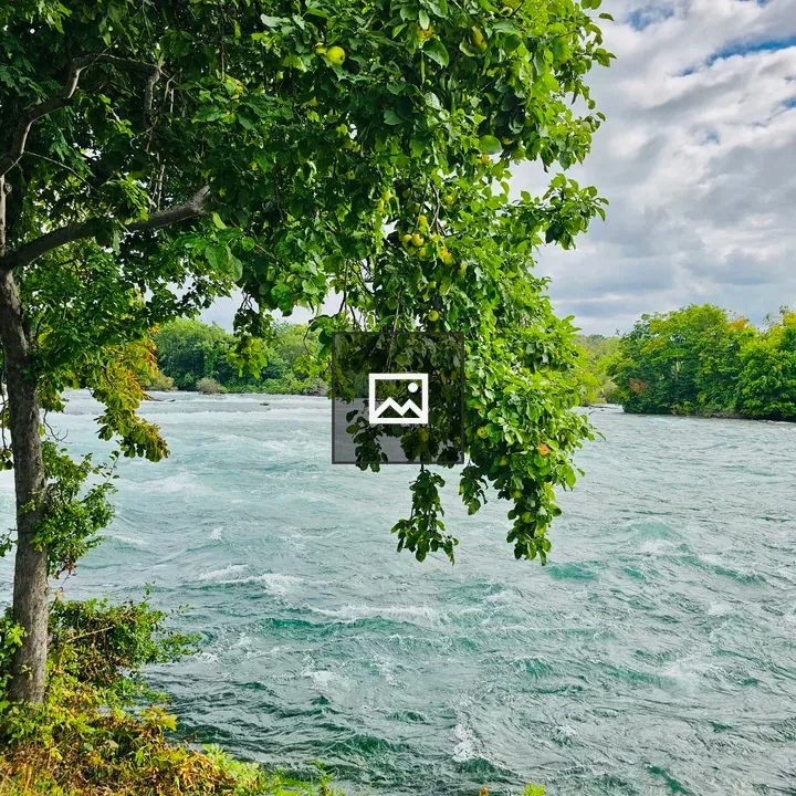 Apple tree near Niagara River