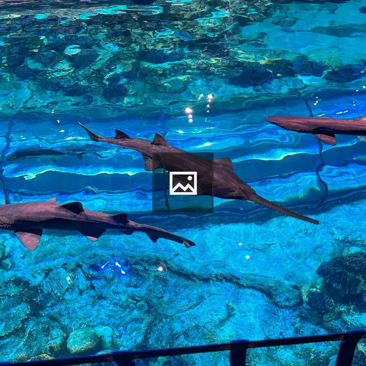 Sawfish and Sharks in Aquarium
