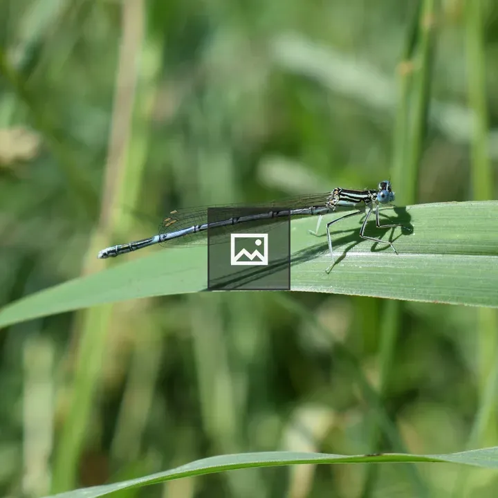 Blue and Black Damselfly on Leaf