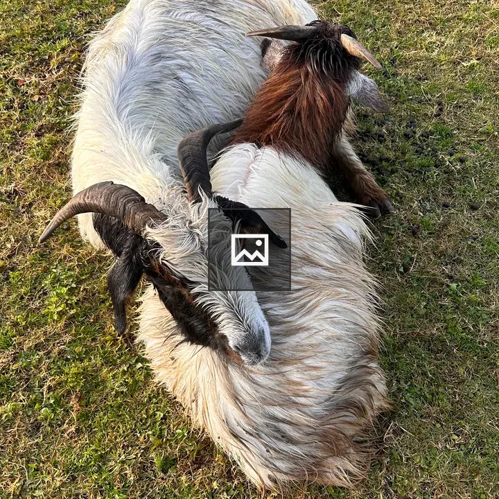 Two goats lying on green grass