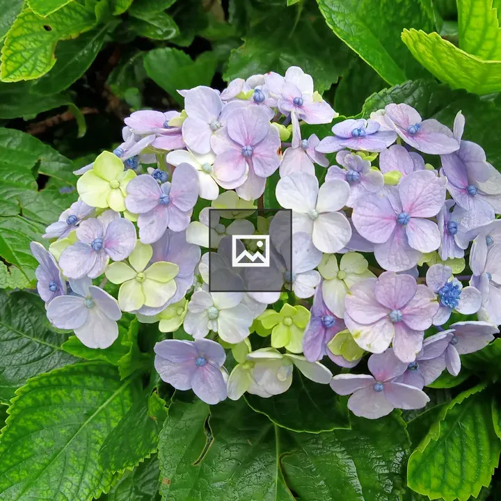 Blue and white flower close-up