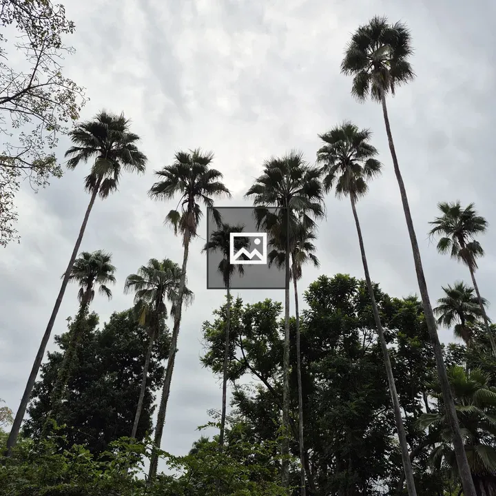 Tall palm trees cluster