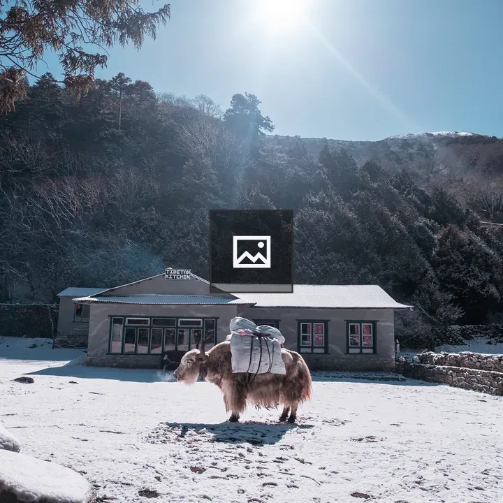 Yak with Heavy Load