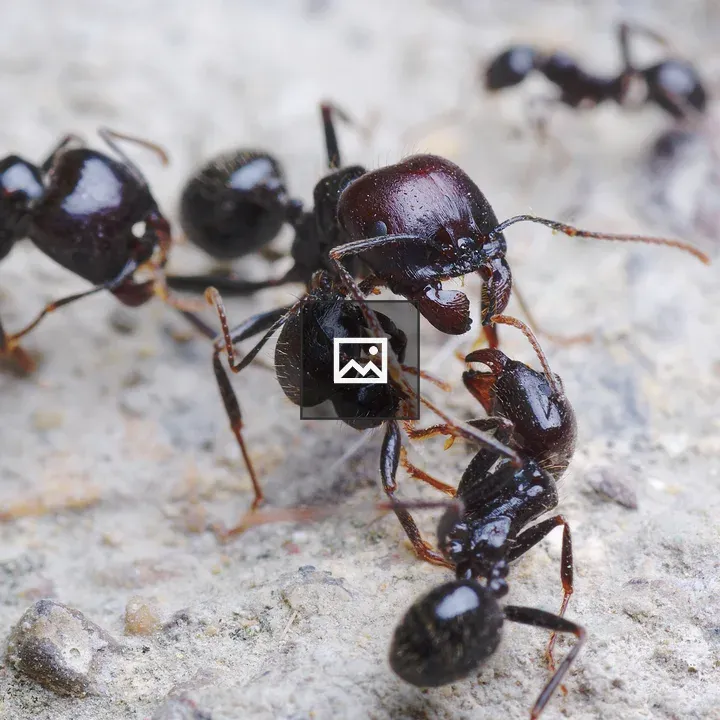 Ant raiding party