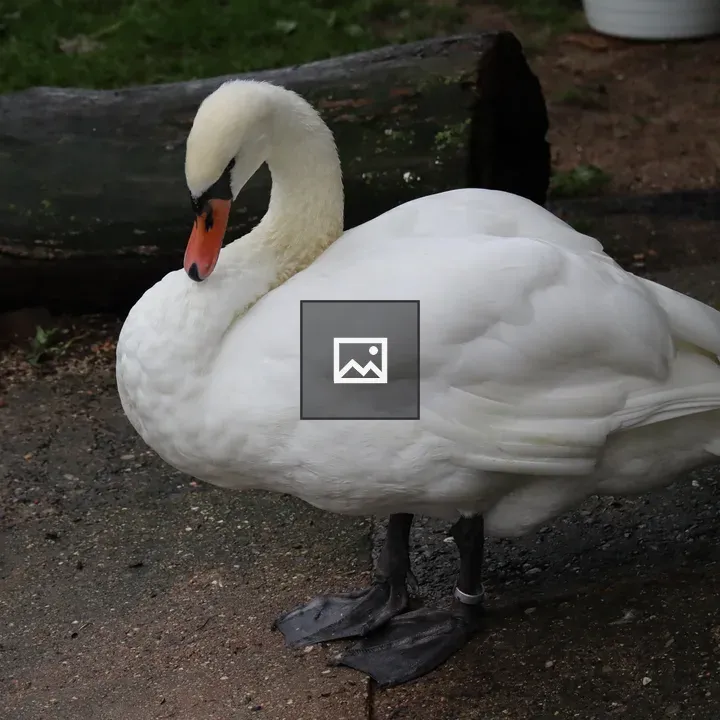 Swan on World Photography Day