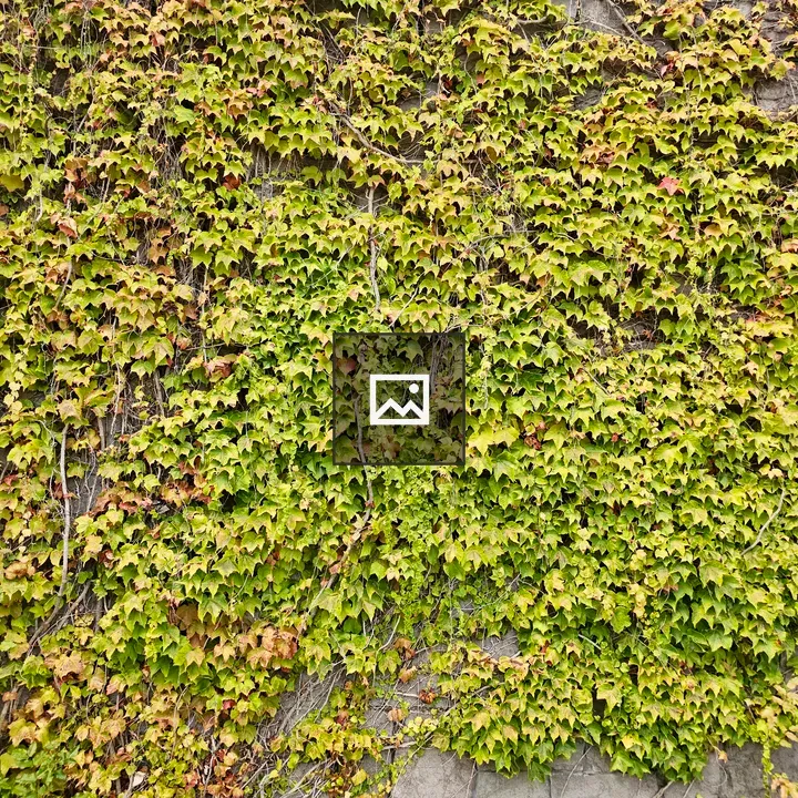 Dense ivy on stone wall