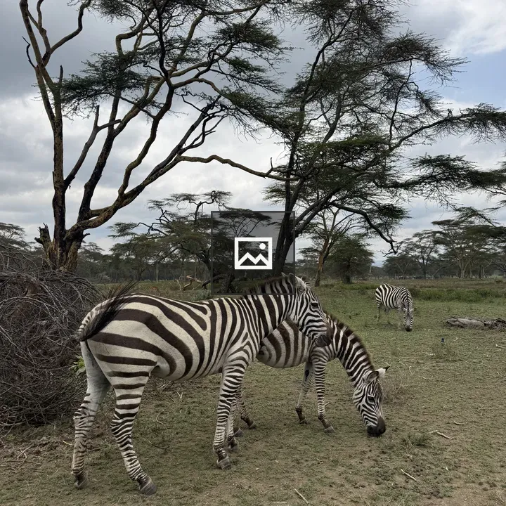 Zebras Grazing in Grassland