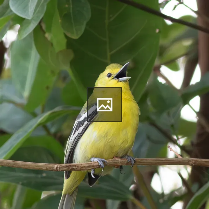 Yellow Iora on Branch