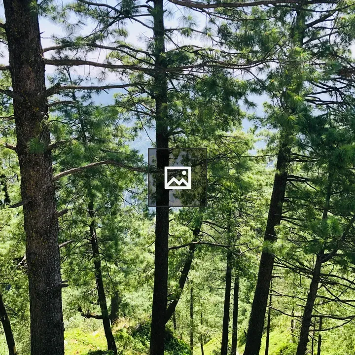 Trees Murre in Pakistan