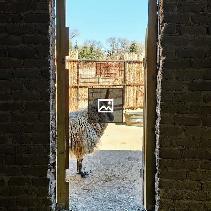 Four-horned sheep at doorway