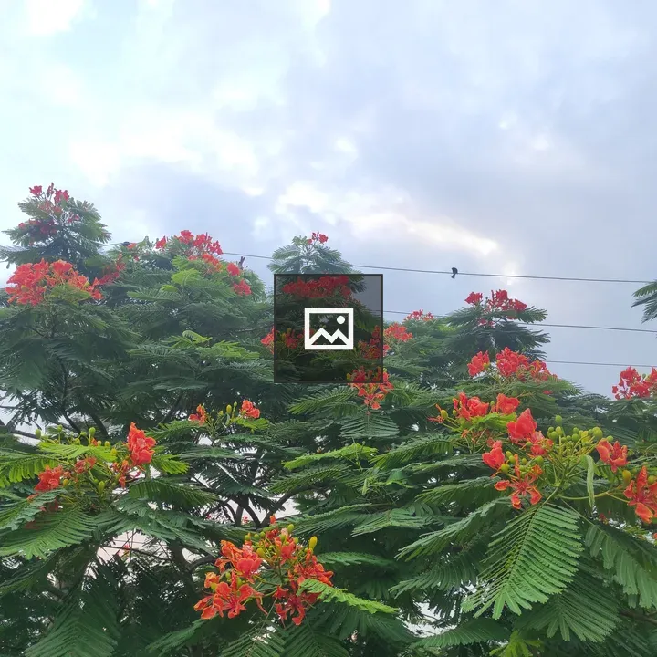 Flamboyant tree full of flowers