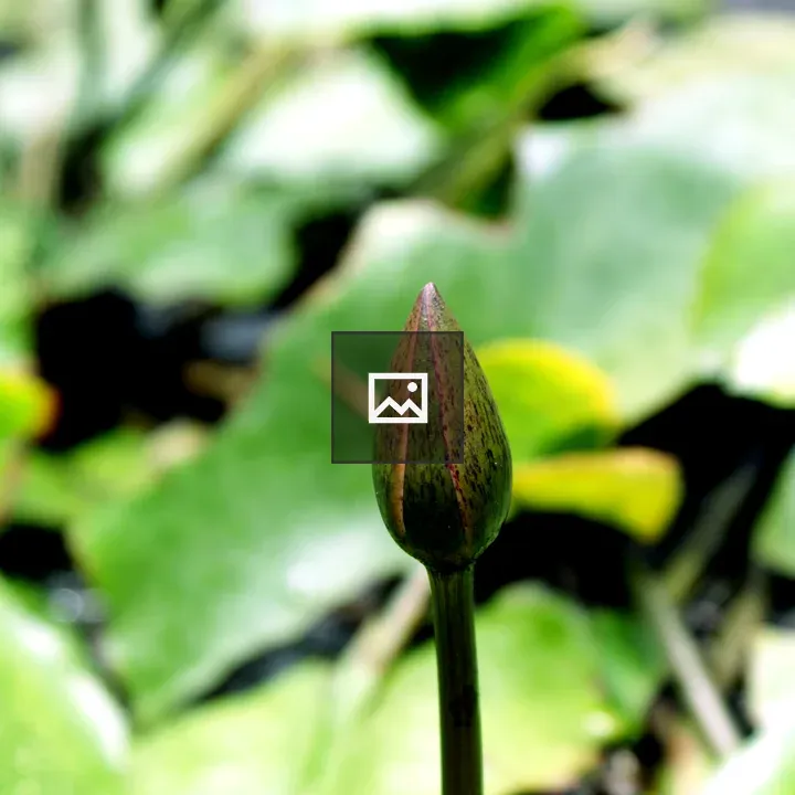 Water lily bud with green leaves