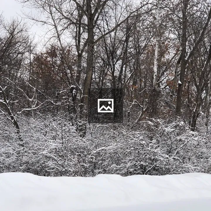 Wintery snow covered bushes