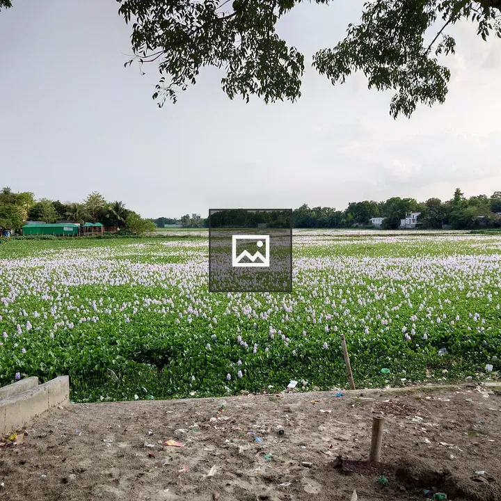 Water hyacinths in a green field