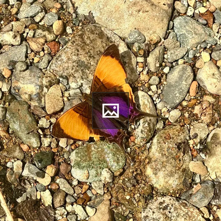 Butterfly on Stones
