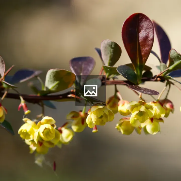 Yellow flowering shrub close-up