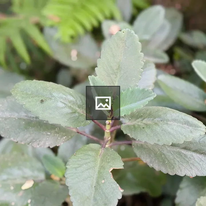 Close-up of green serrated leaves