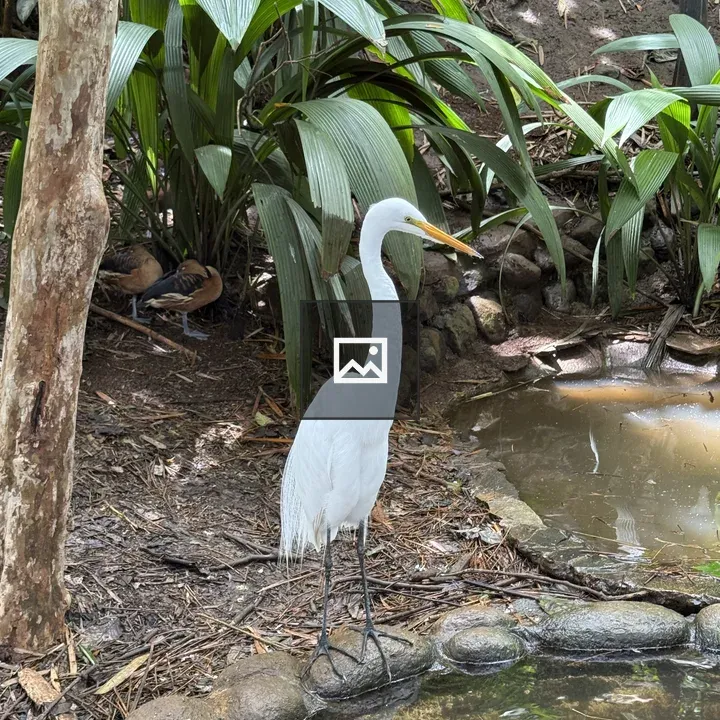White egret by pond