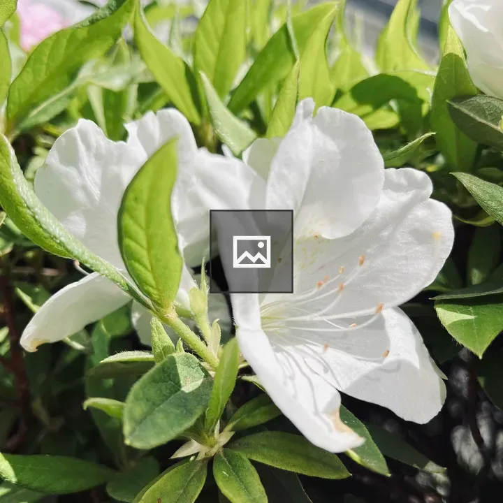 White azalea close-up