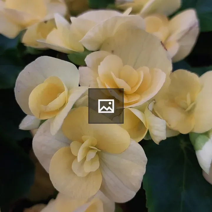 Begonia cluster close-up
