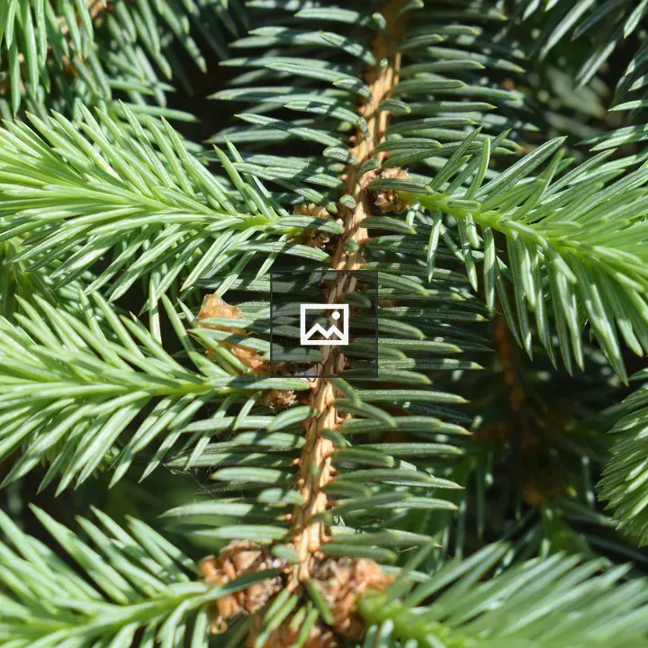 Green Pine Needle Cluster