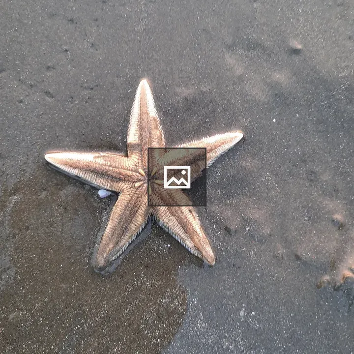 Starfish on Cox's Bazaar Beach
