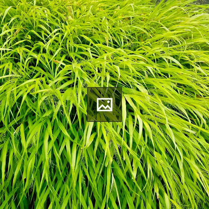 Japanese Forest Grass in Garden Breeze