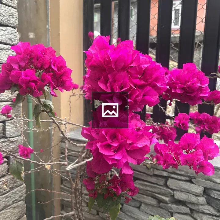 Bougainvillea Pink Flowers