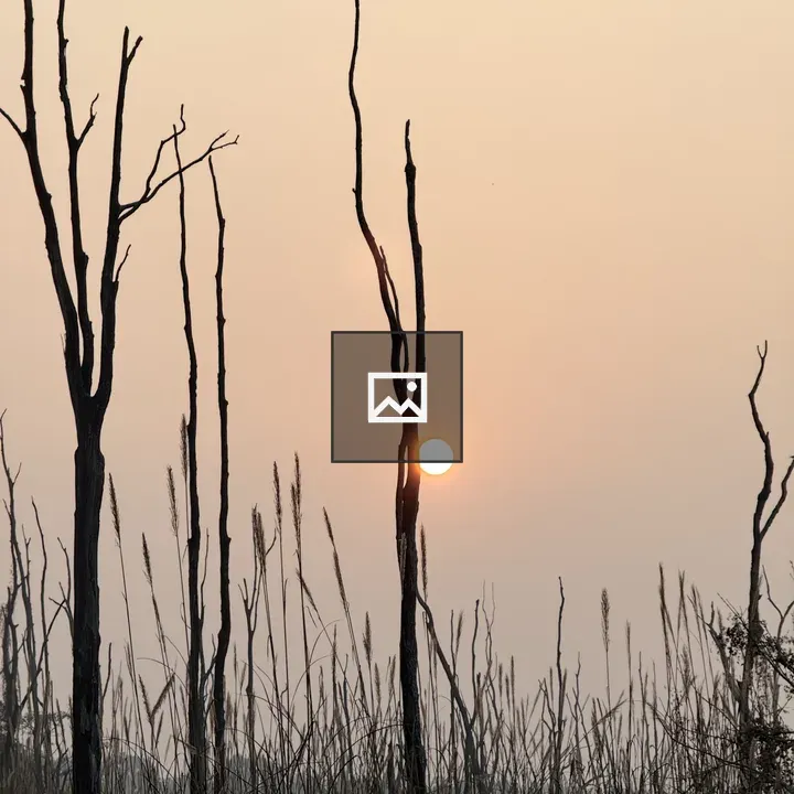 Sunset over bare trees and grasses