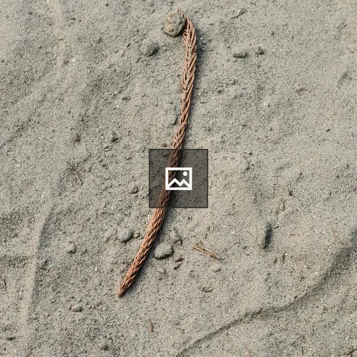 Pine Needle on Sand