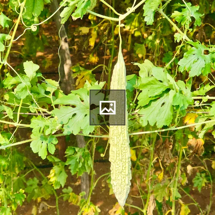 Bitter gourd on vines