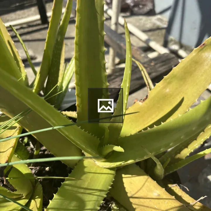 Aloe Vera Close-Up