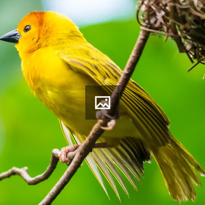 Eastern Golden Weaver