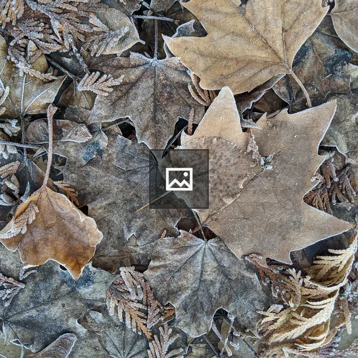 Leaves frozen in ice