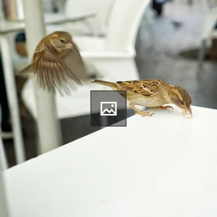 Sparrows arriving to feed