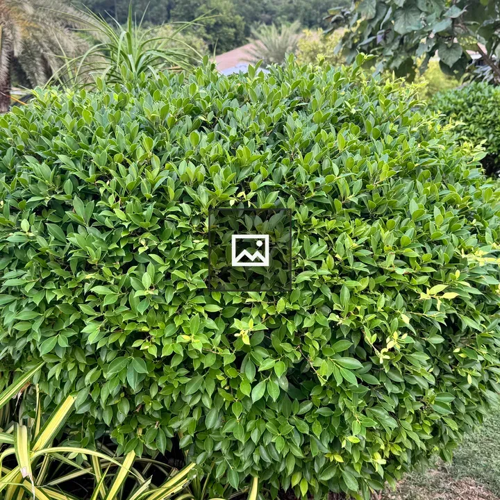 Round green bush in garden
